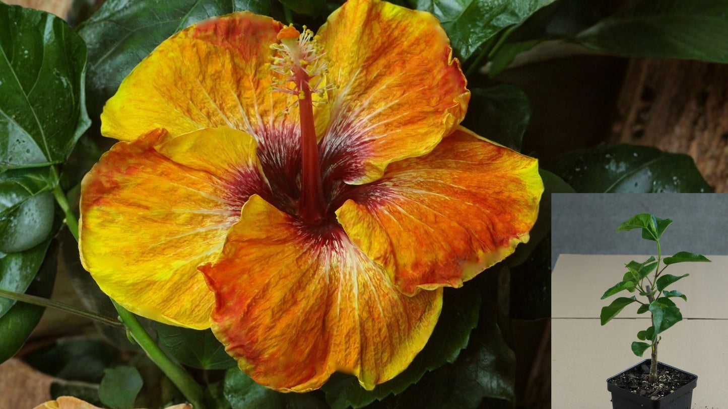 Caribbean Honey Peach Tropical Hibiscus – 4.5" Pot – Hibiscus rosa-sinensis