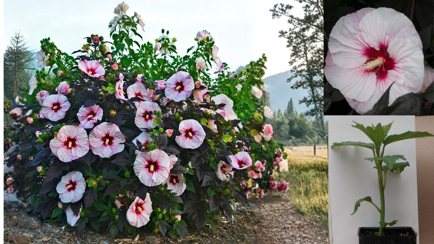Perfect Storm Hardy Hibiscus Live Plant – Large Flowers – Hibiscus Hybrid