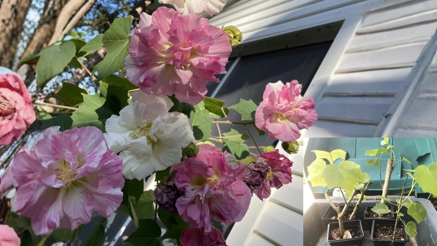 Confederate Rose PLANT Hibiscus mutabilis Dixie Rosemellow Rooted From Cutting
