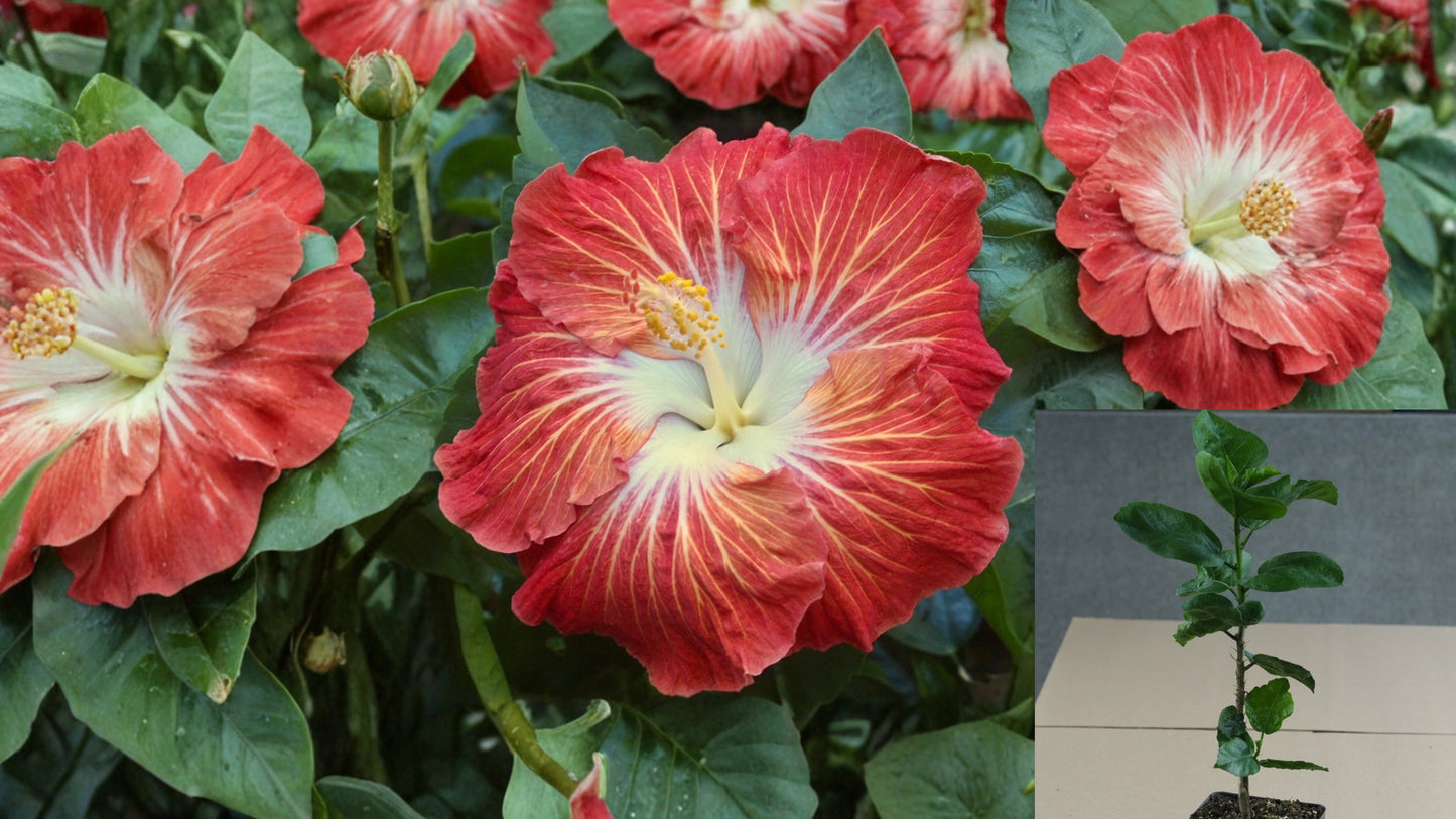 Old Spice Tropical Hibiscus – 4.5" Pot – Hibiscus rosa-sinensis