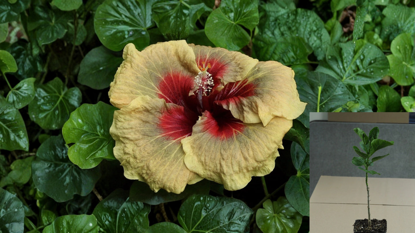Mowgli Tropical Hibiscus – 4.5" Pot – Hibiscus rosa-sinensis