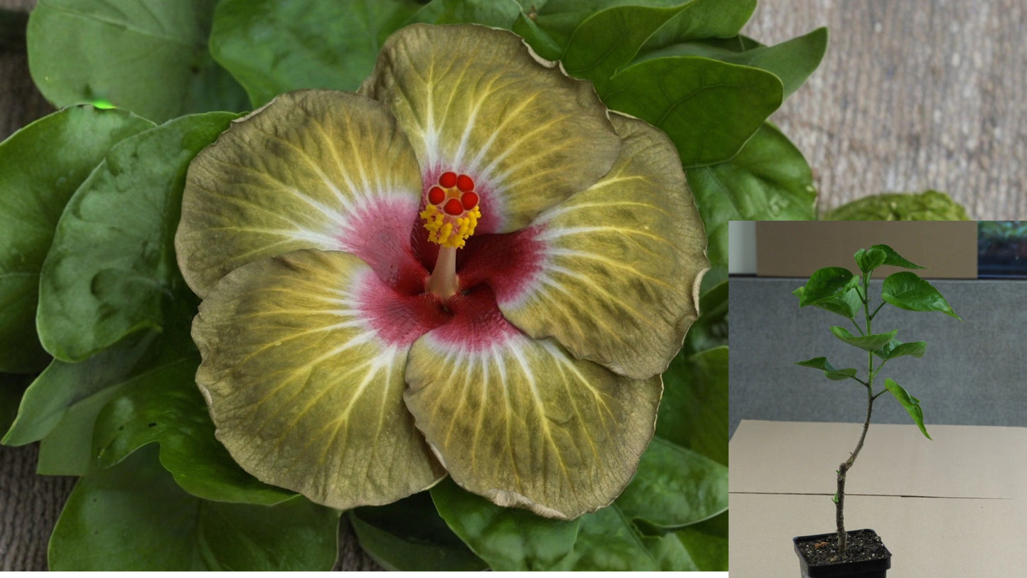 Crème de Cacao Tropical Hibiscus – 4.5" Pot – Hibiscus rosa-sinensis