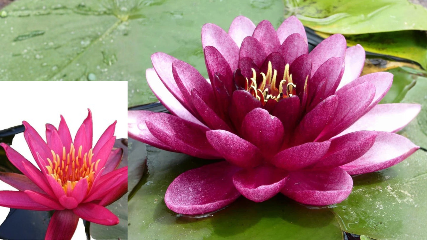 Slocum's Almost Black Hardy Water Lily Sprouted Tuber – Nymphaea 'Slocum's Almost Black'