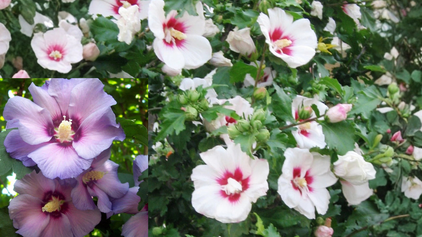 10 Rose of Sharon Live Cuttings – White, Pink & Lavender – Hibiscus syriacus