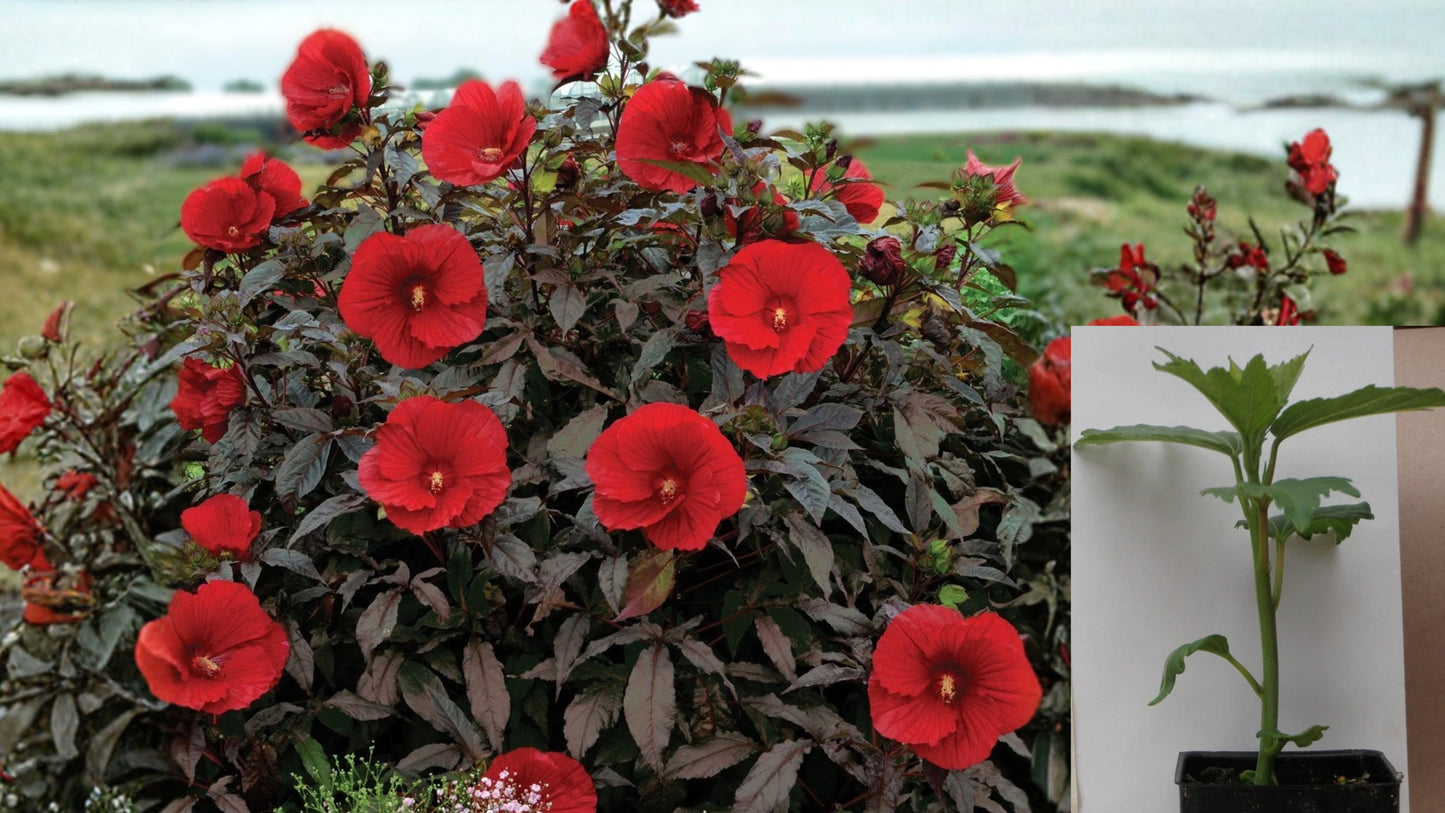 Midnight Marvel Hardy Hibiscus – 2.5" Pot – Hibiscus Hybrid