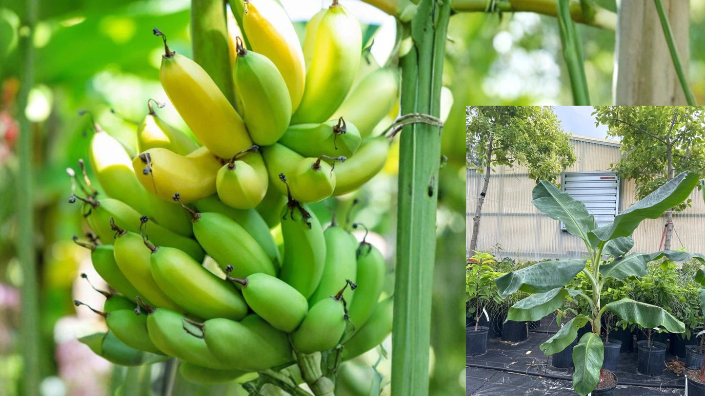 Gran Nain Banana Tree Starter Plug Live Plant – Musa acuminata 'Gran Nain'