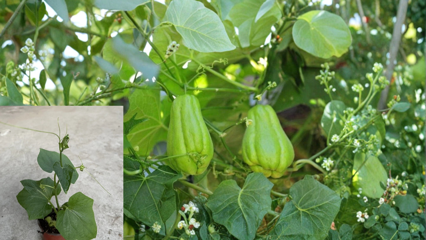 Chayote Live Plant – 10 Inch Ready-to-Plant – Sechium edule