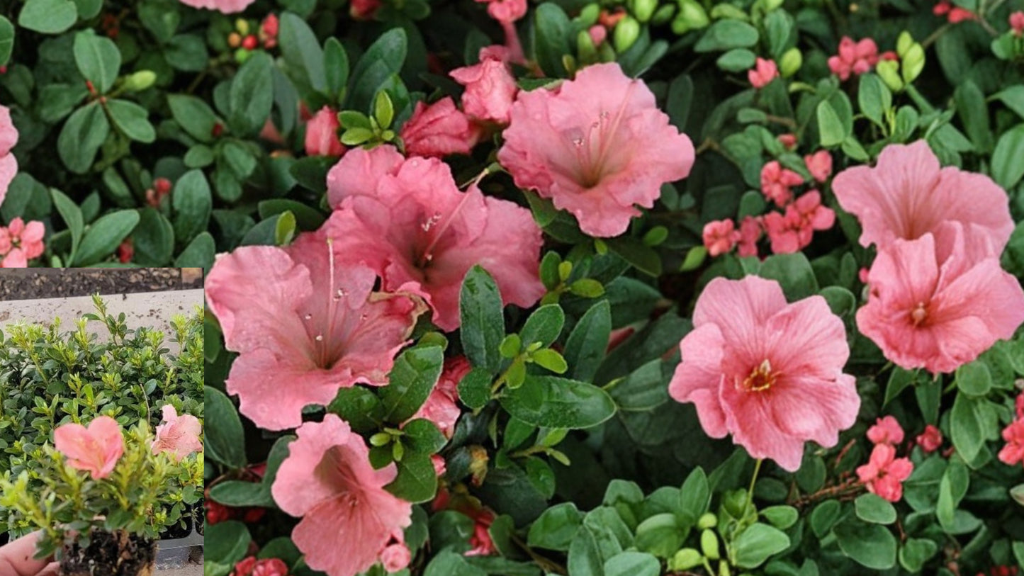 Pink Gumpo Dwarf Azalea Live Starter Plant – 4M – Rhododendron