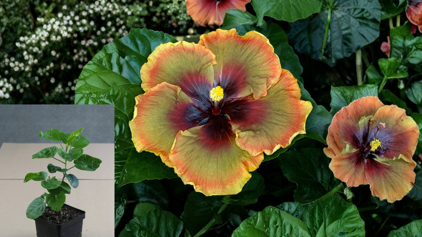 Midnight Serenade Tropical Hibiscus Live Plant – 4.5-Inch Pot