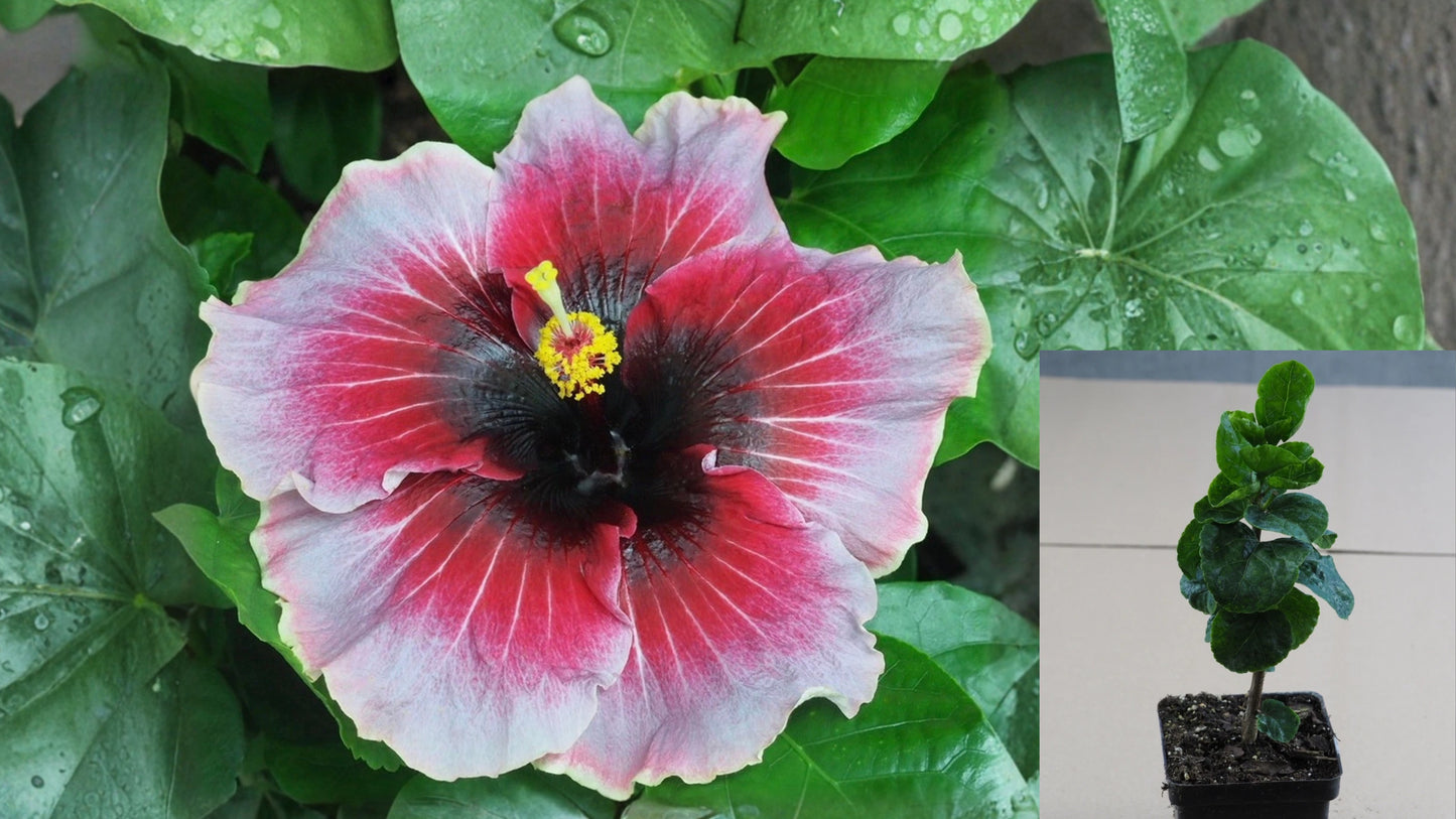 Tahitian Dearest Francoise Tropical Hibiscus – 4.5" Pot – Hibiscus rosa-sinensis