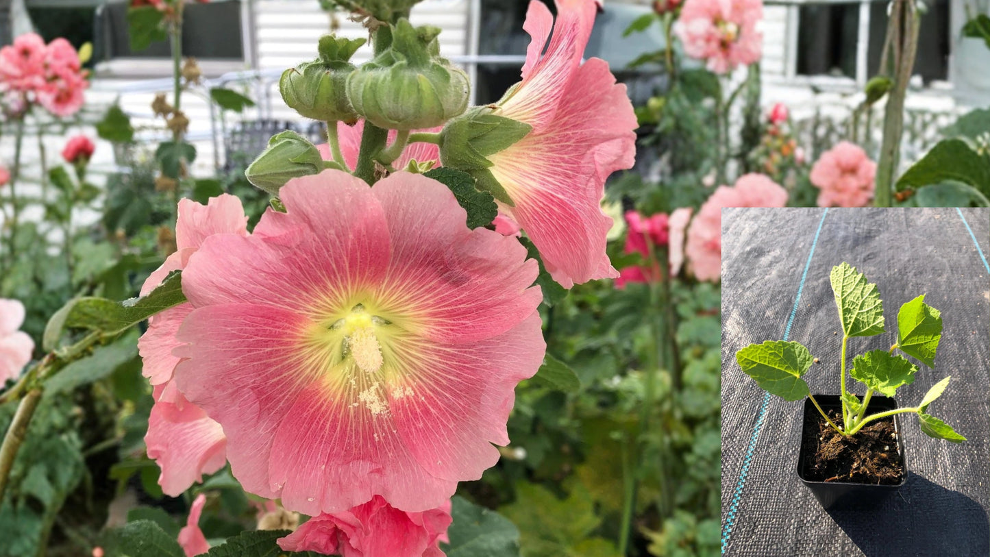Hollyhock Live Flower Seedlings 5–12 In Tall – Alcea rosea
