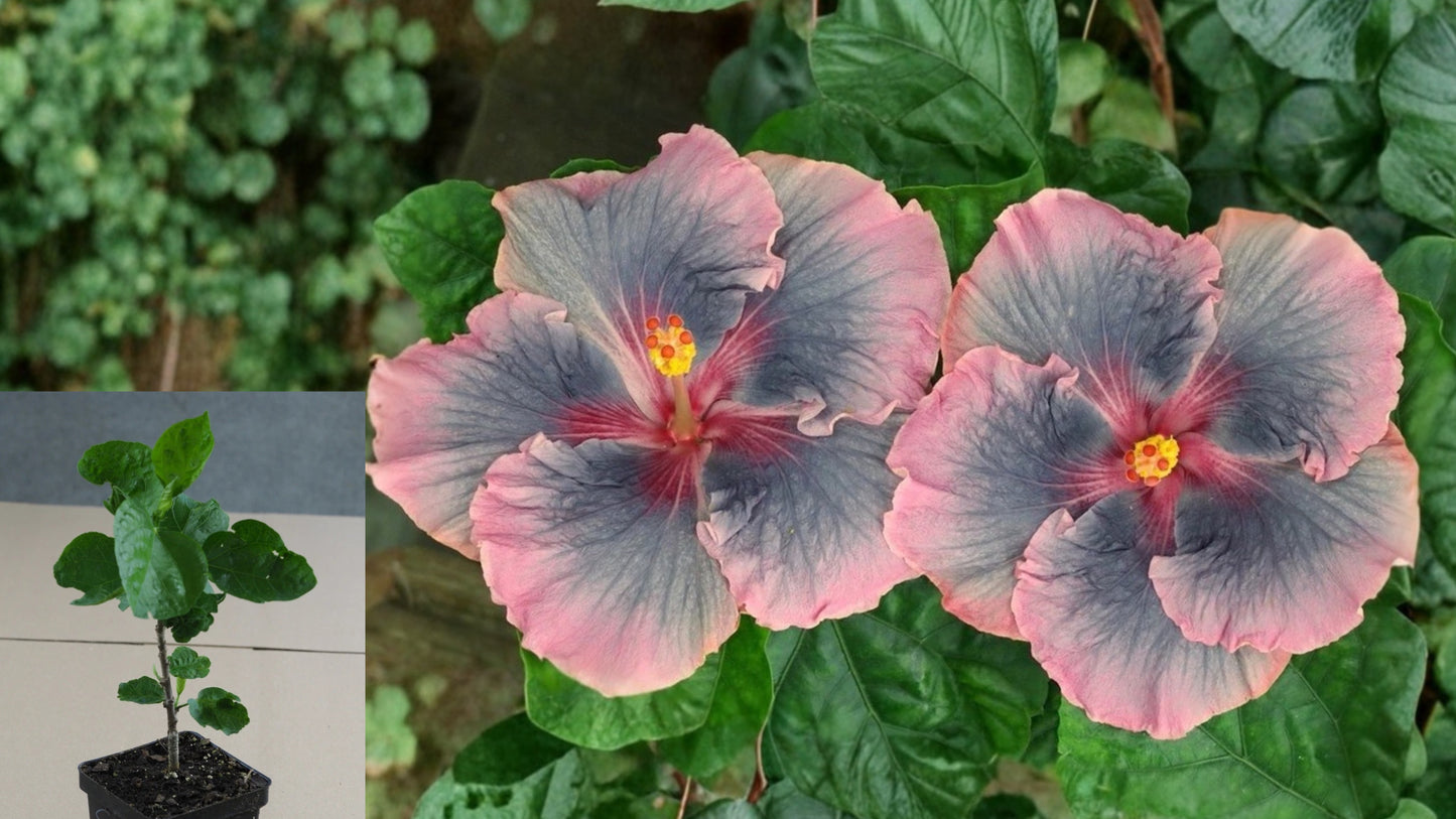 Sweet Persuasion Tropical Hibiscus – 4.5" Pot – Hibiscus rosa-sinensis
