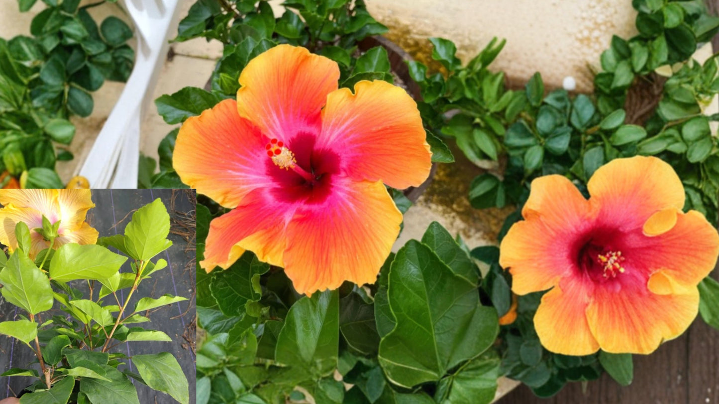 Hibiscus Fiesta Live Plant 4–6 Inch Tall – Tropical Flowering Plant