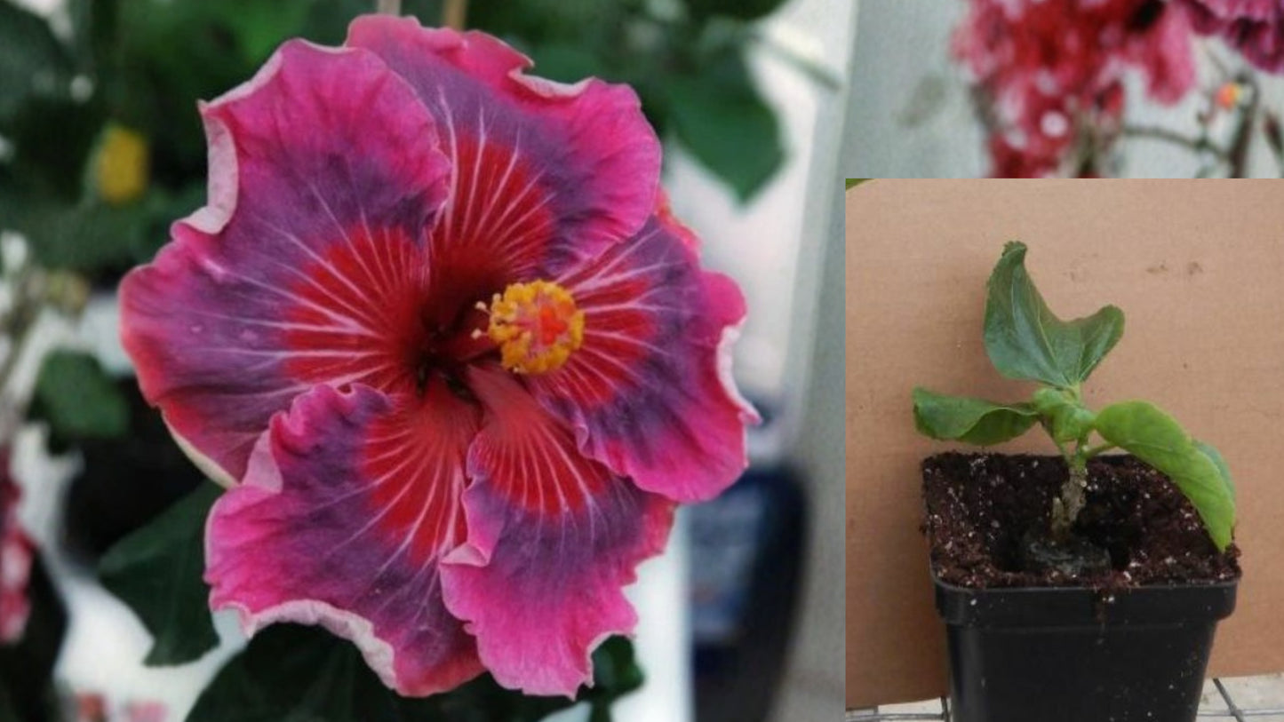 All Eyes on Me Hardy Bush Hibiscus Live Plant – 2.5-Inch Pot – Pink Flowers