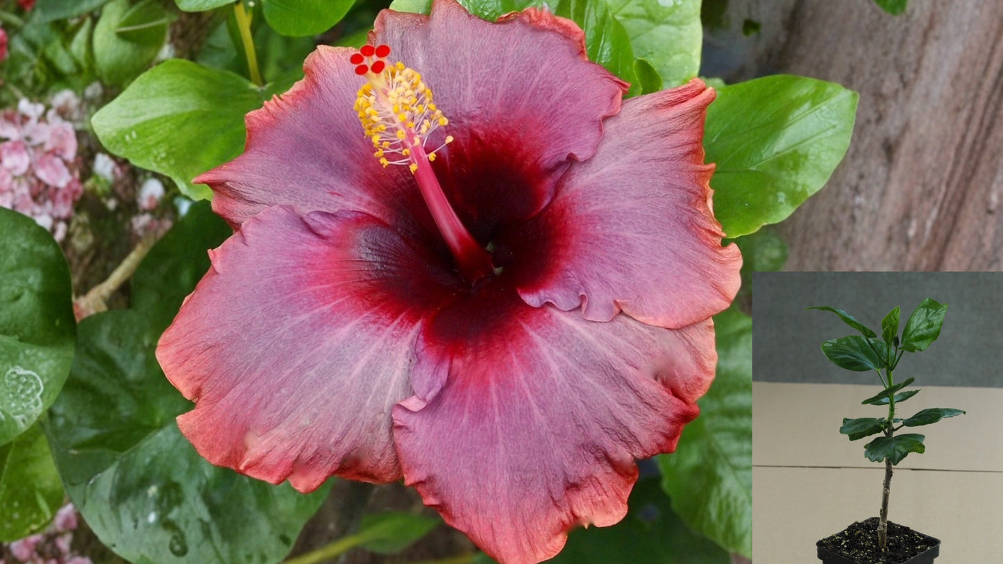 Kiss and Cry Tropical Hibiscus Live Plant – 4.5-Inch Pot