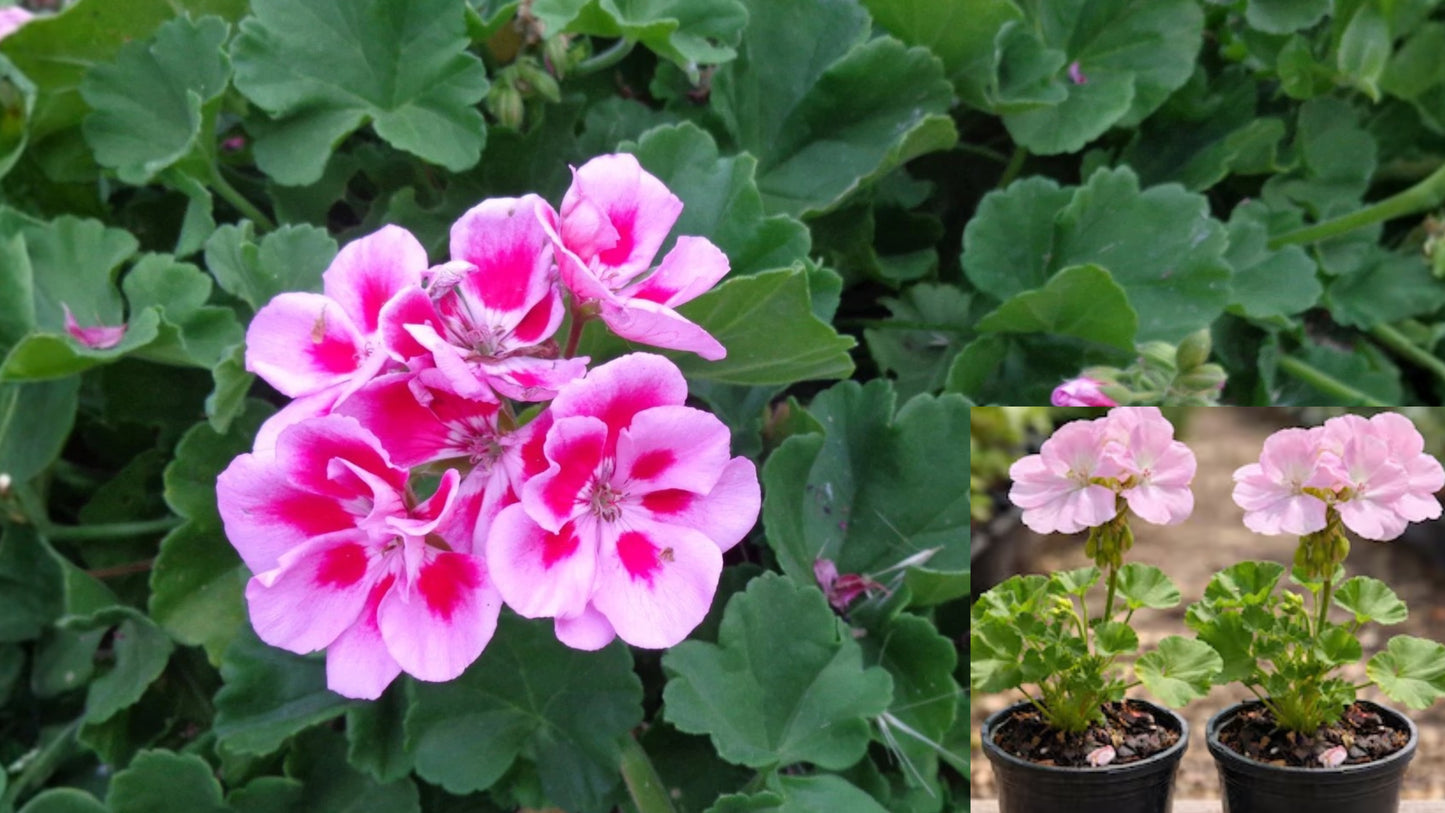 Light Pink & Pink Geranium Live Starter Cuttings – 2 x 6" – Geranium
