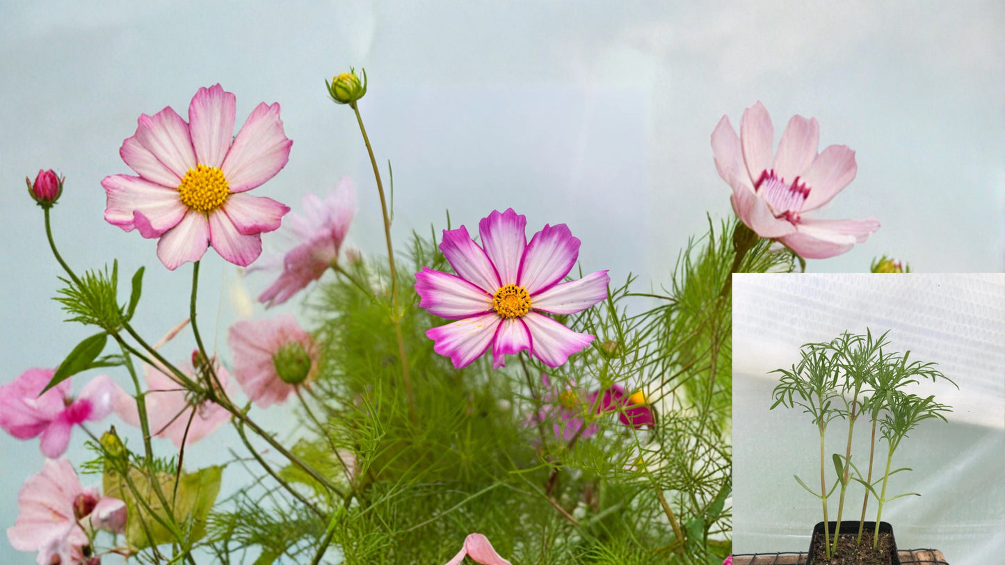 Cosmos Live Flower Seedlings – USA Grown Non-GMO Ready to Transplant
