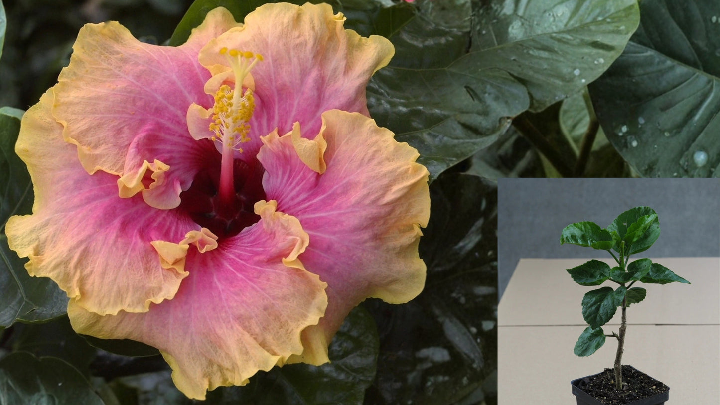 Summer Delight Tropical Hibiscus Live Plant – 4.5-Inch Pot