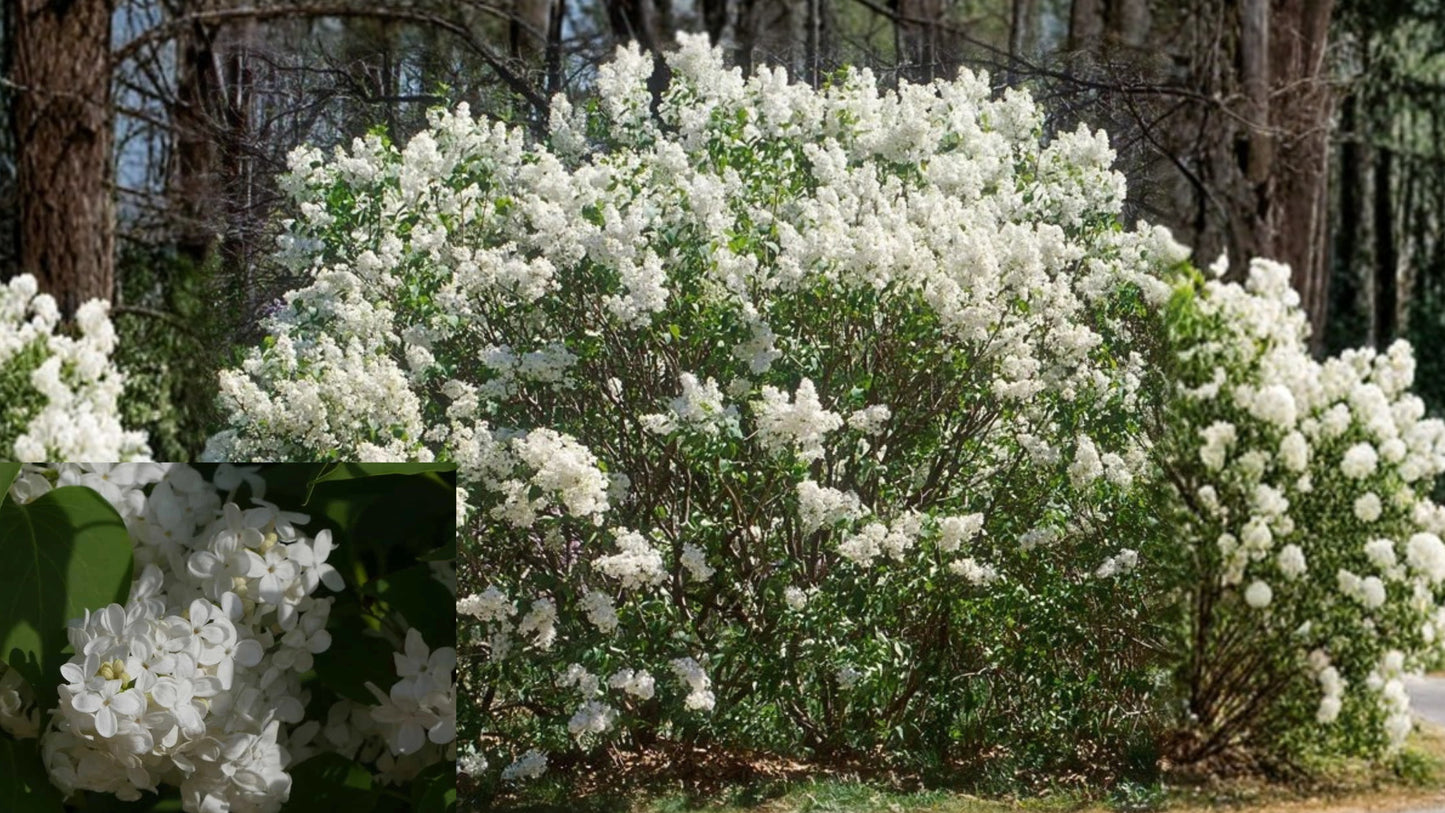 Betsy Ross White Lilac Live Plant 3.5 Inch Pot – Syringa × hyacinthiflora 'Betsy Ross'