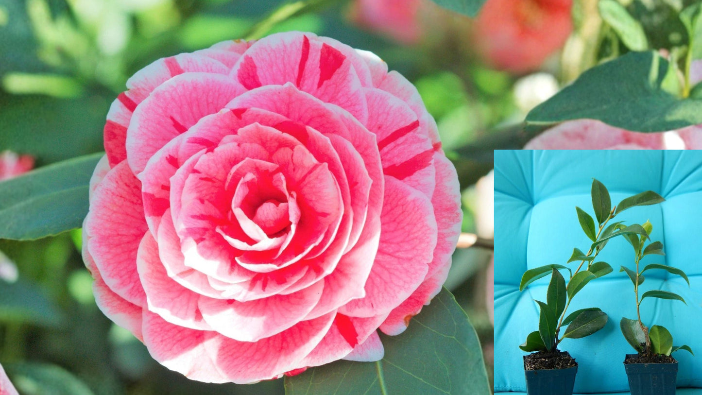 Dad’s Pink Camellia Japonica Live Starter Plant – Camellia japonica