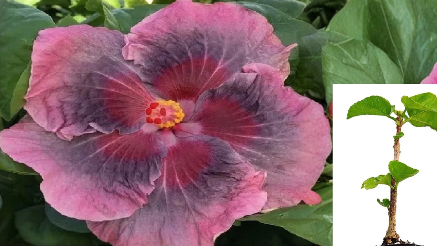 Hibiscus Cajun Color Sweet Persuasion Live Starter Plant