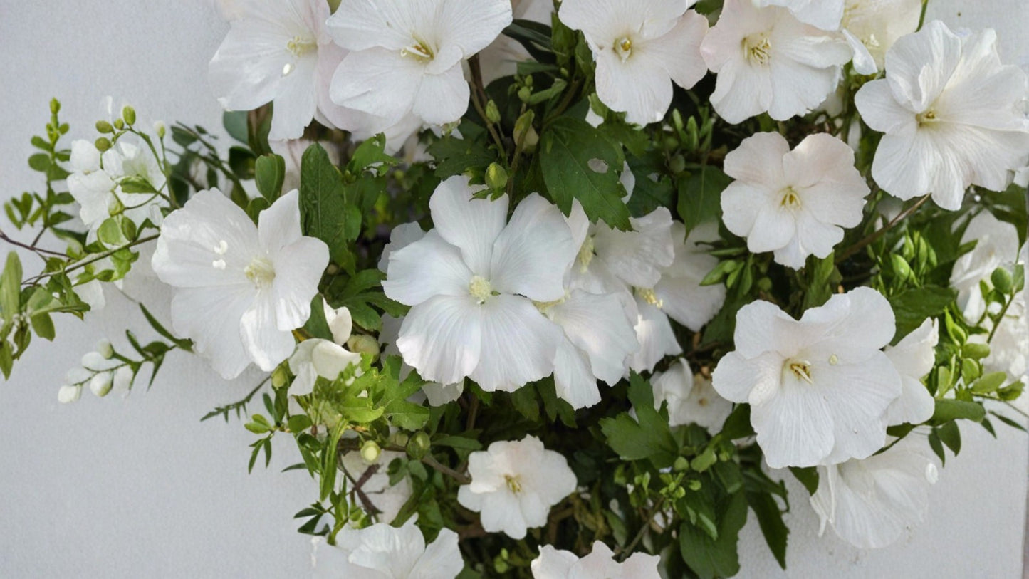 Diana White Hibiscus Althea Live Plant – 1 Quart – Hibiscus syriacus