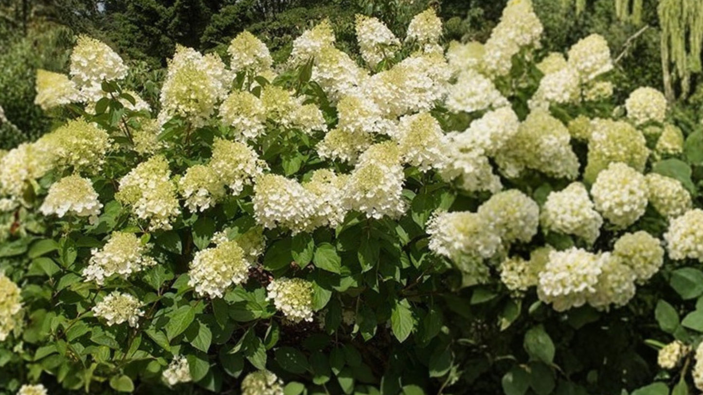 Silver Dollar Hydrangea Live Plant 3.5 Inch Pot – Hydrangea paniculata 'Silver Dollar'