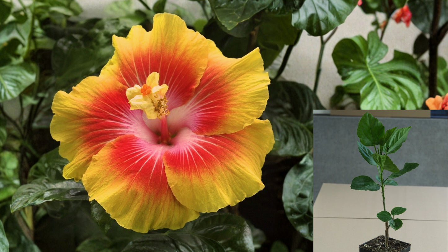 King Kamehameha Tropical Hibiscus Live Plant – 4.5-Inch Pot