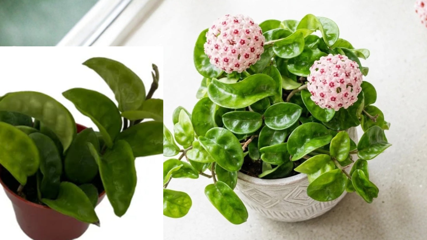 Hoya Krinkle Kurl Live Plant 2 Inch Pot – Hoya carnosa 'Krinkle Kurl'