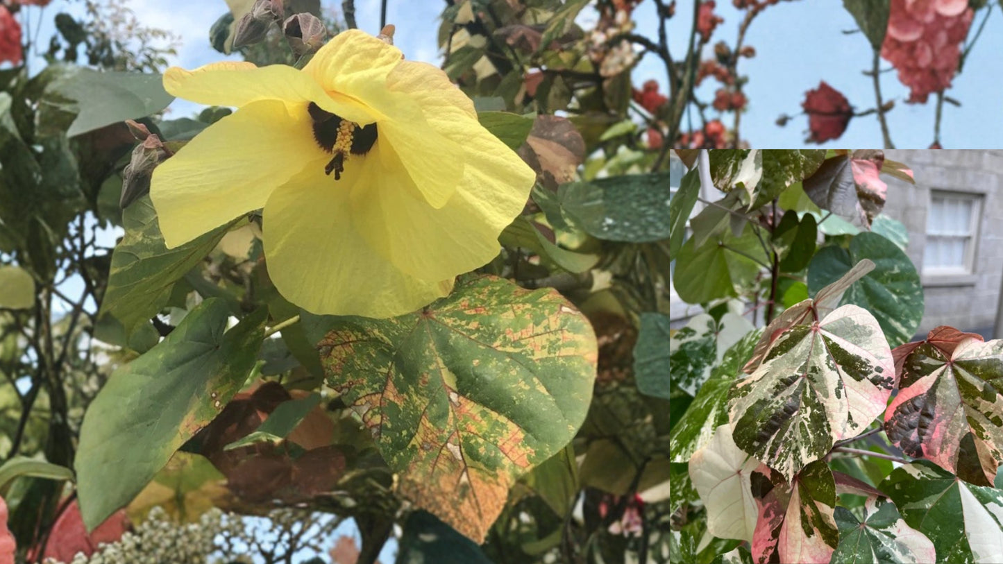 Mahoe Sea Variegated Hibiscus 1 Live Plant – 4 Inch Pot