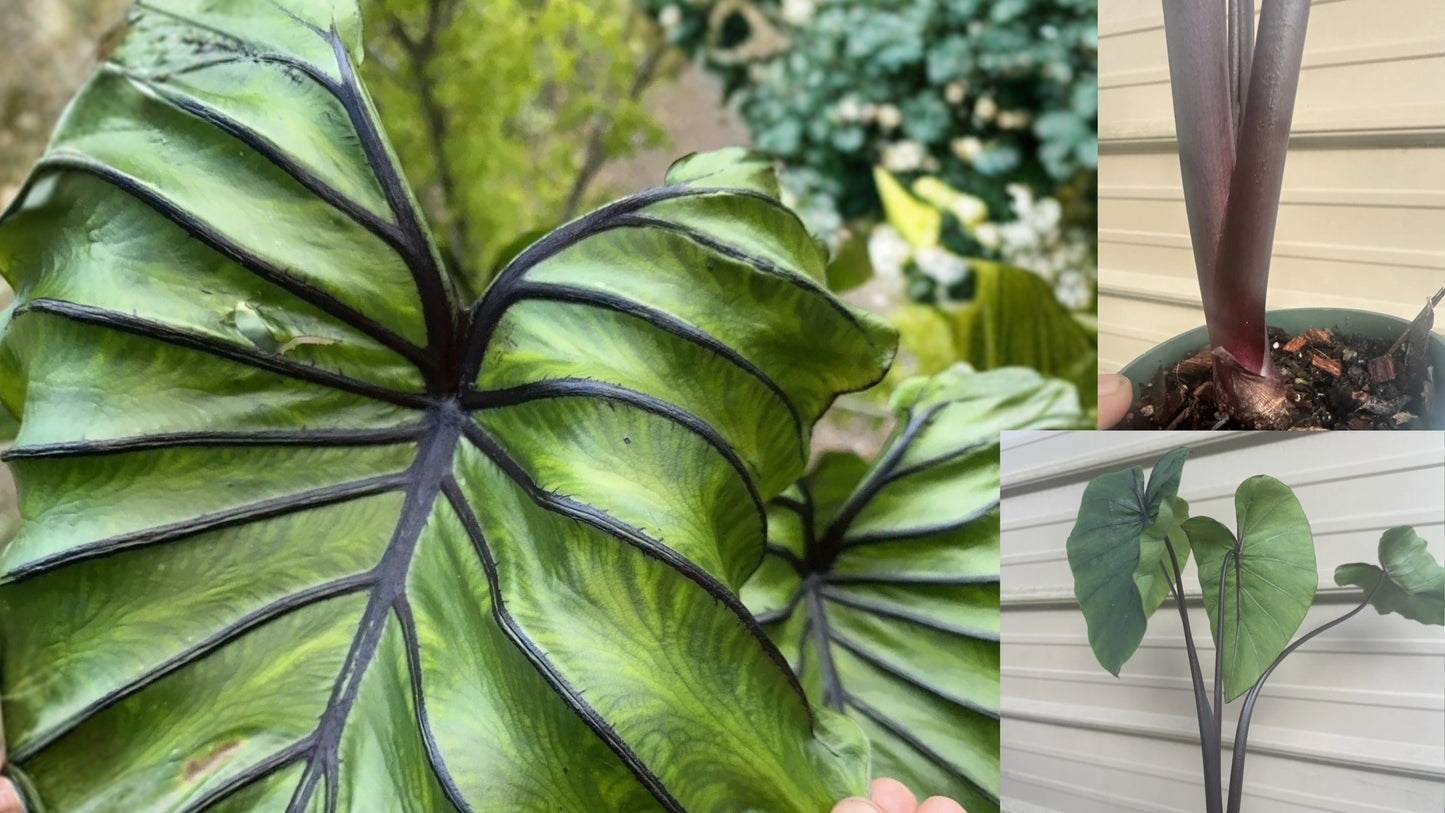 Pharaoh’s Mask Colocasia Live Plant – 4' Pot – Zone 8 Perennial
