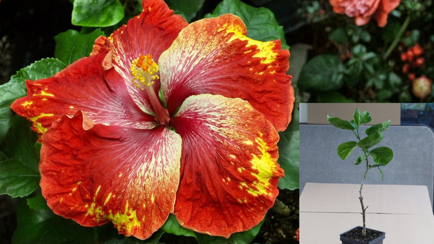Up and Comer Tropical Hibiscus Live Plant – 4.5 Inch Pot