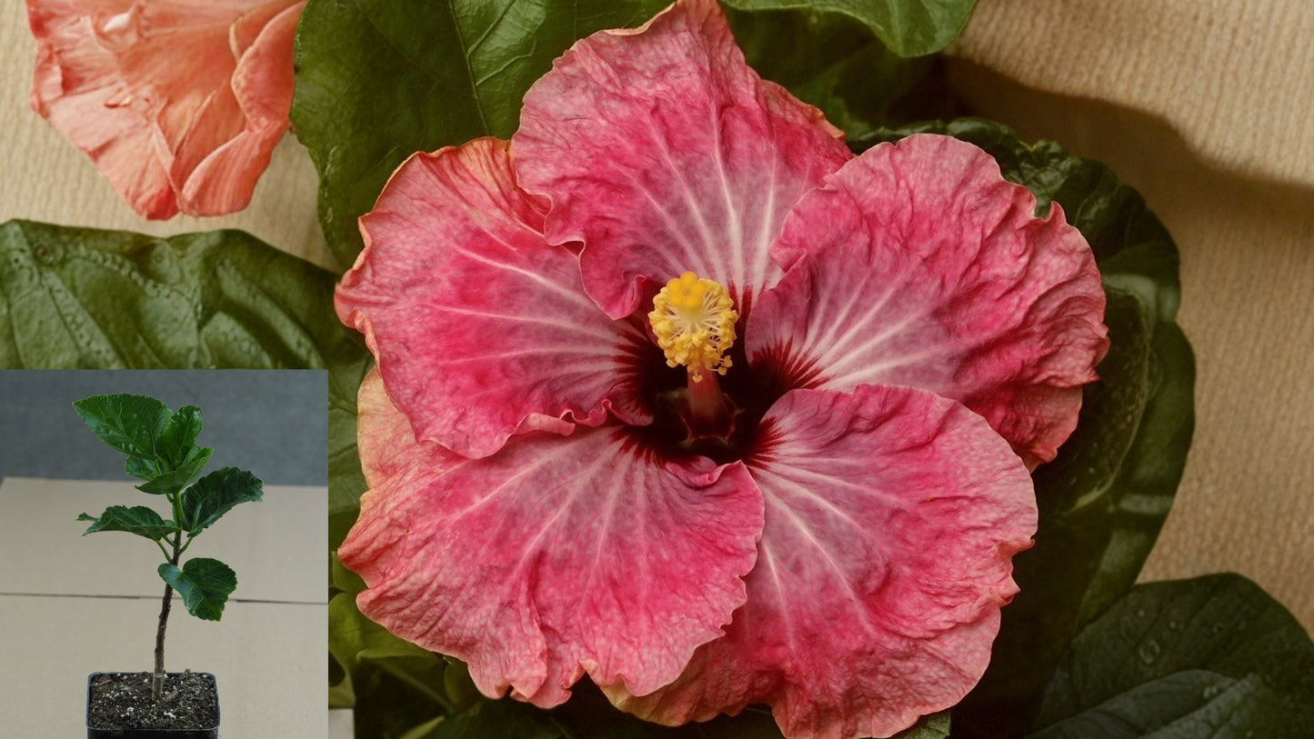 Tahitian Congo Rainbow Tropical Hibiscus Live Plant – 4.5 Inch Pot