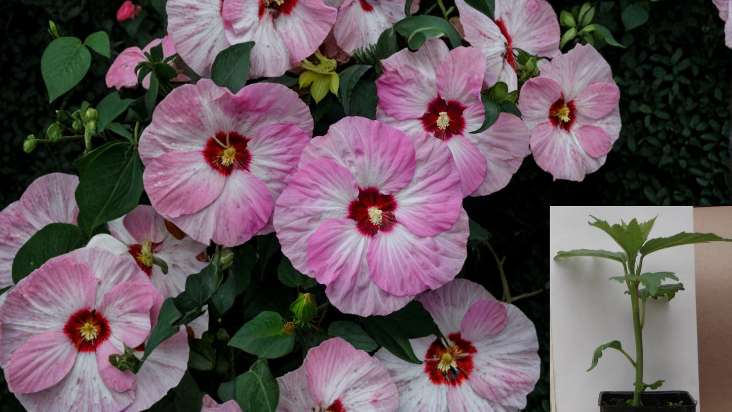 Spinderella Hardy Hibiscus Live Potted Plant – 2.5-Inch Pot