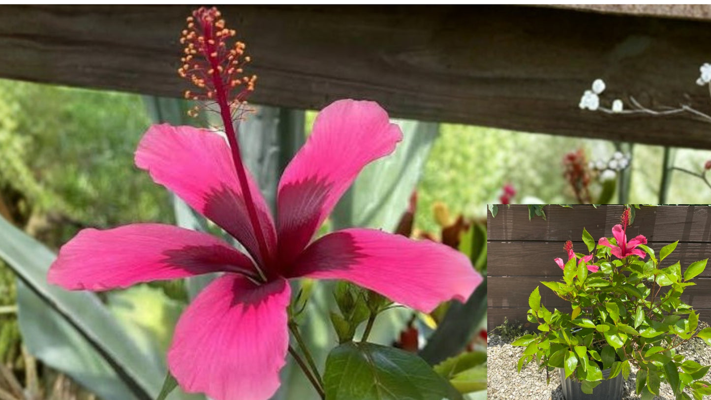 Fiji Islands Hibiscus Live Plant – Hibiscus rosa-sinensis