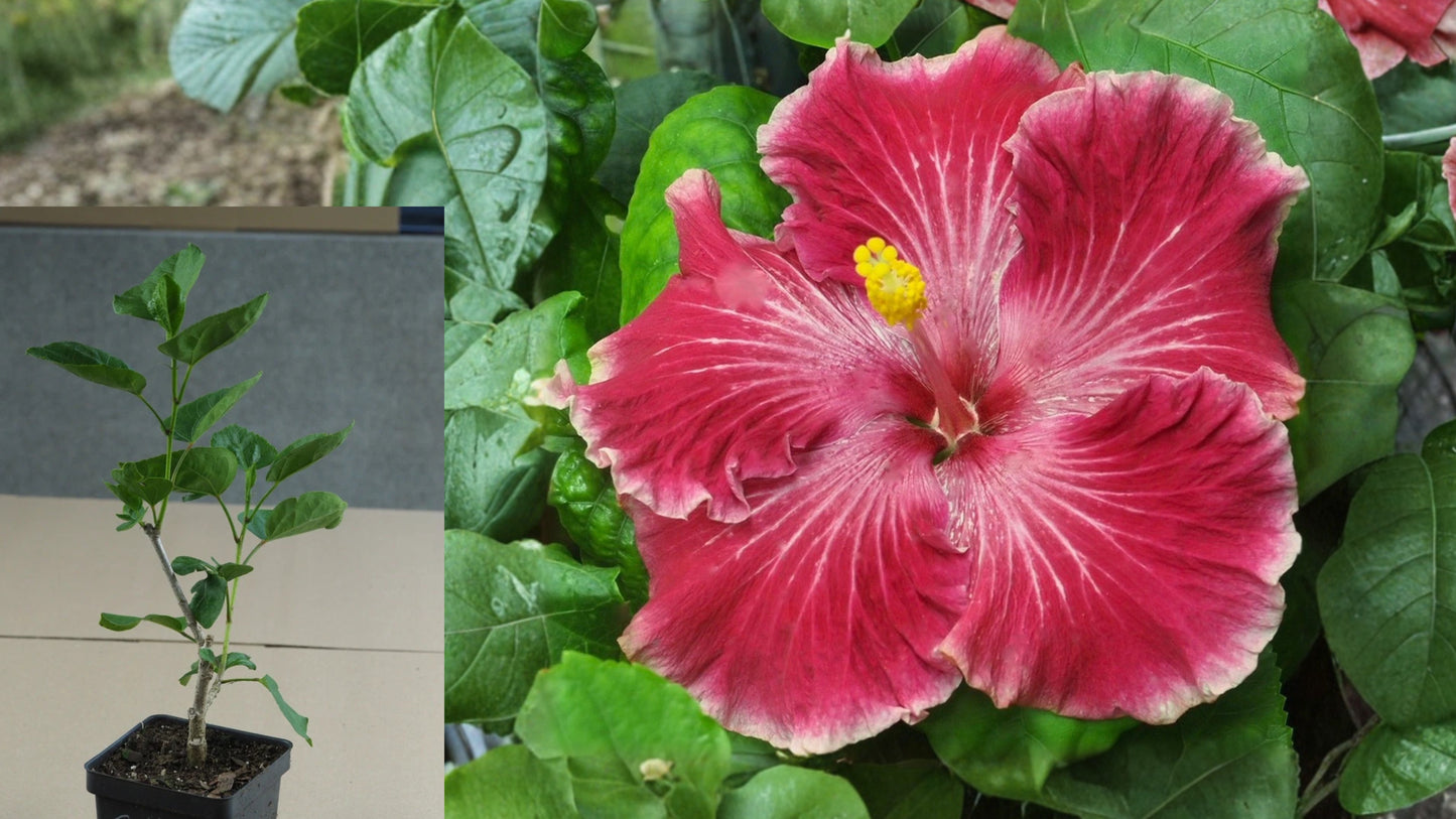 Caribbean Melon Splash Tropical Hibiscus Live Plant – 4.5 Inch Pot