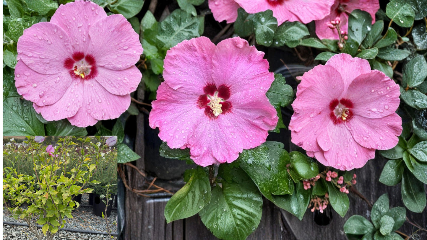 2 Aphrodite Rose of Sharon Bare Root Plants – Hibiscus syriacus