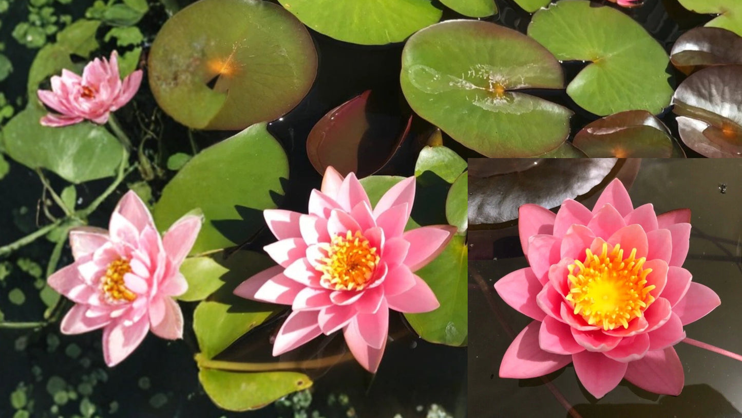 Nymphaea ‘Pink Sensation’ Water Lily – Winter Hardy Sprouted Rhizome