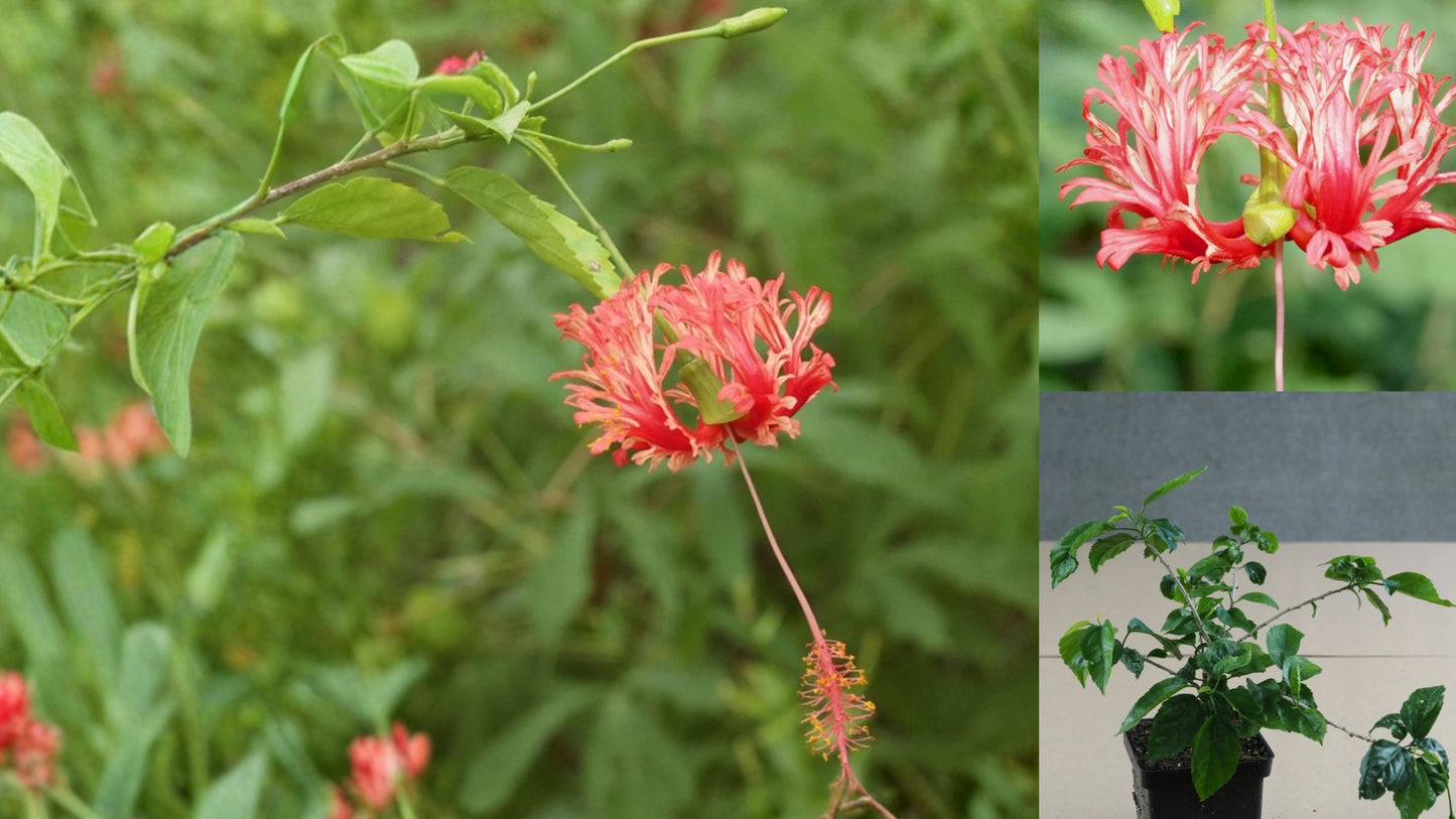 Schizopetalus Tropical Hibiscus – 4.5" Pot – Hibiscus schizopetalus