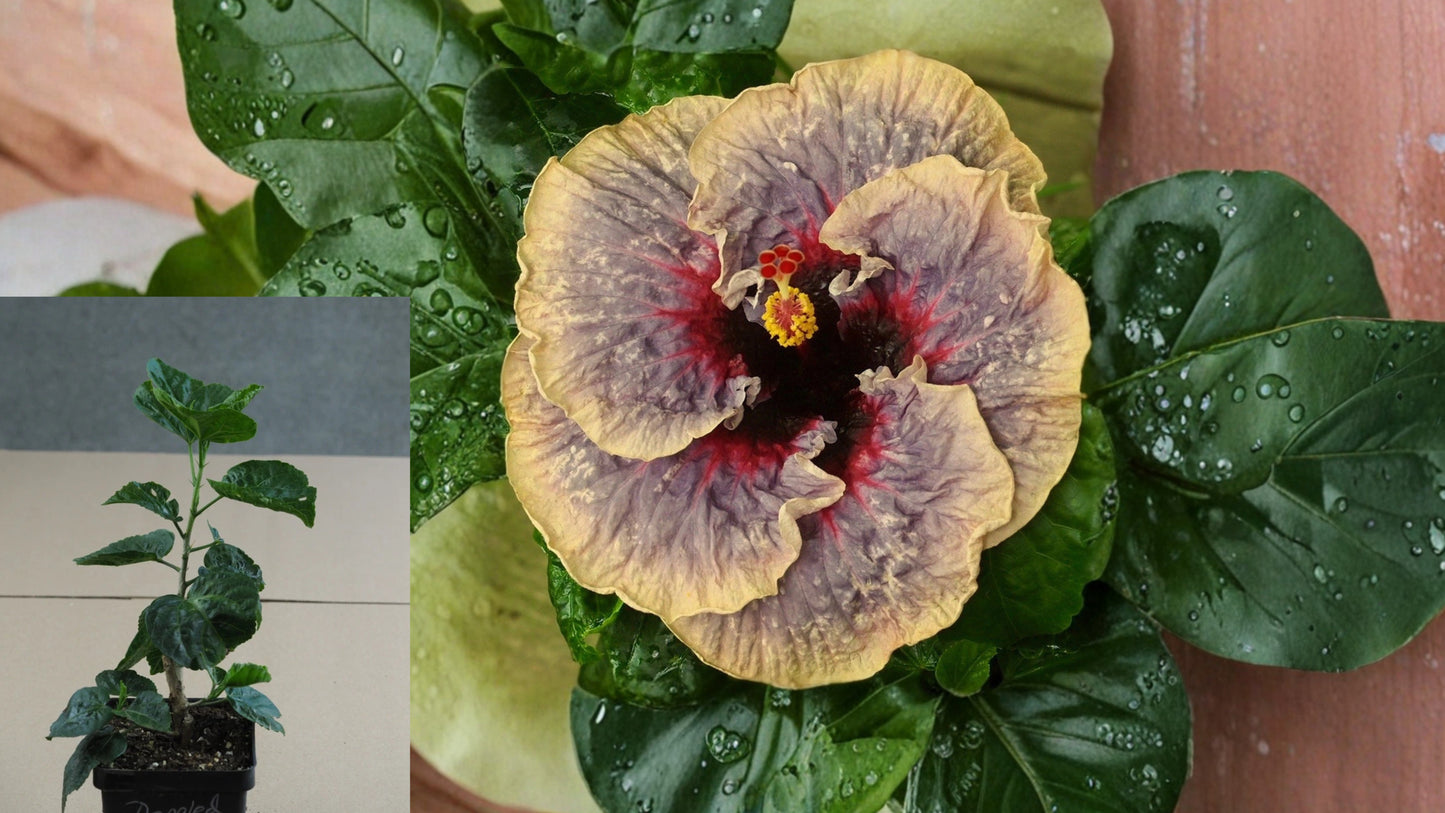 Dappled Shade Tropical Hibiscus Live Plant – 4.5-Inch Pot