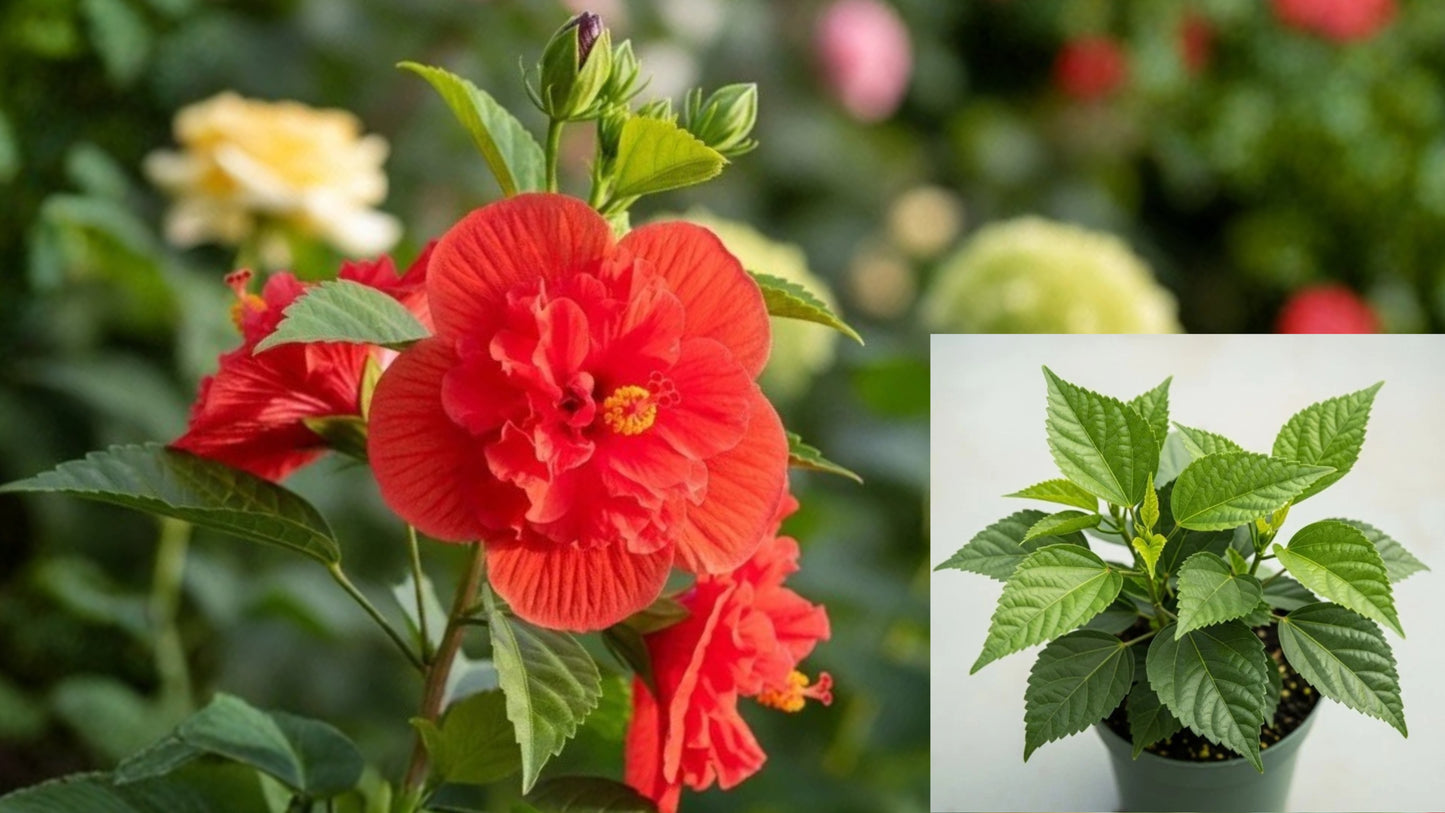 Hibiscus My Guy Live Plant – 4" Pot – Hibiscus rosa-sinensis Hybrid