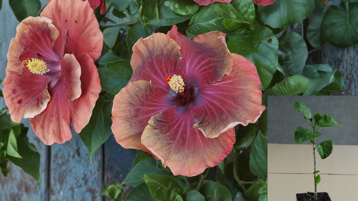 Tahitian Belle Bronze Tropical Hibiscus Live Plant – 4.5-Inch Pot