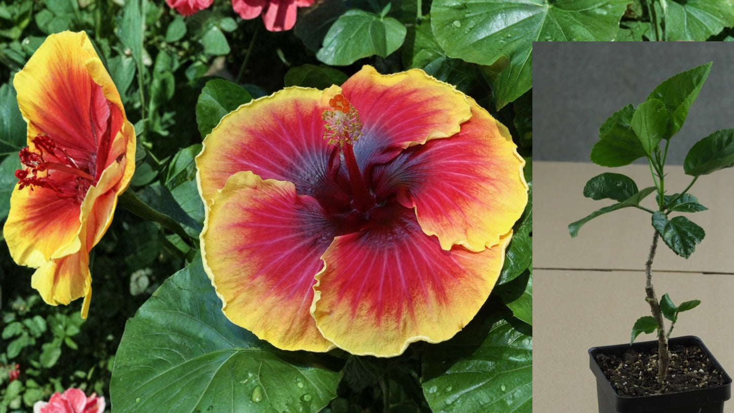Quiet Energy Tropical Hibiscus – 4.5" Pot – Hibiscus rosa-sinensis