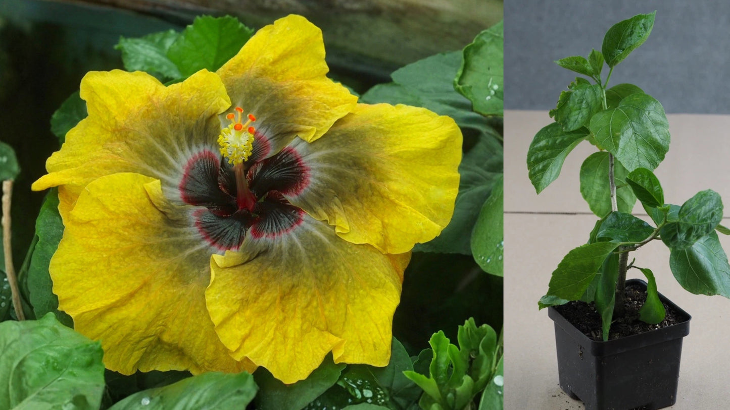 Tahitian Brown Sensation Tropical Hibiscus – 4.5" Pot – Hibiscus rosa-sinensis