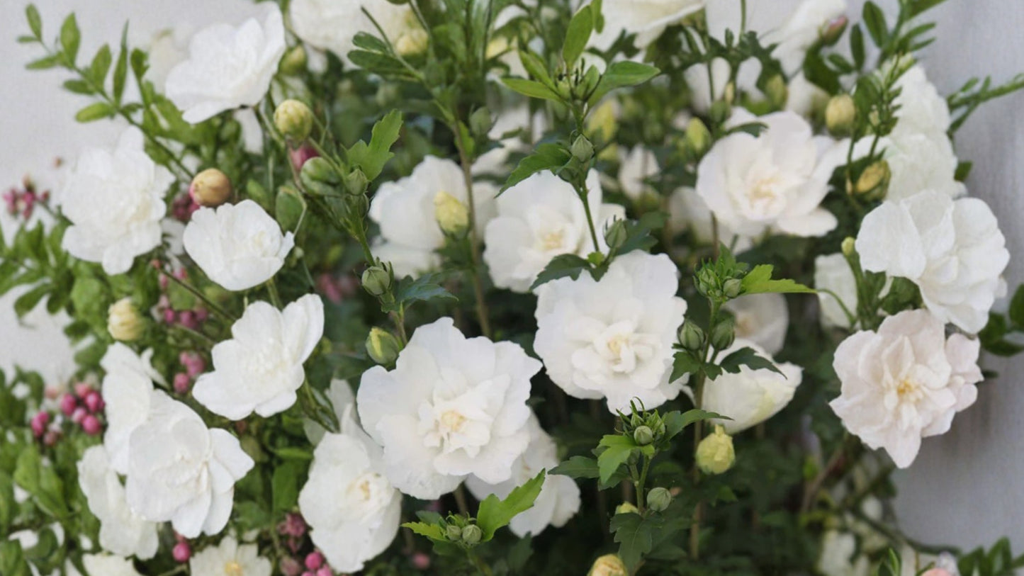White Chiffon Rose of Sharon Seeds – 20 Seeds – Hibiscus syriacus