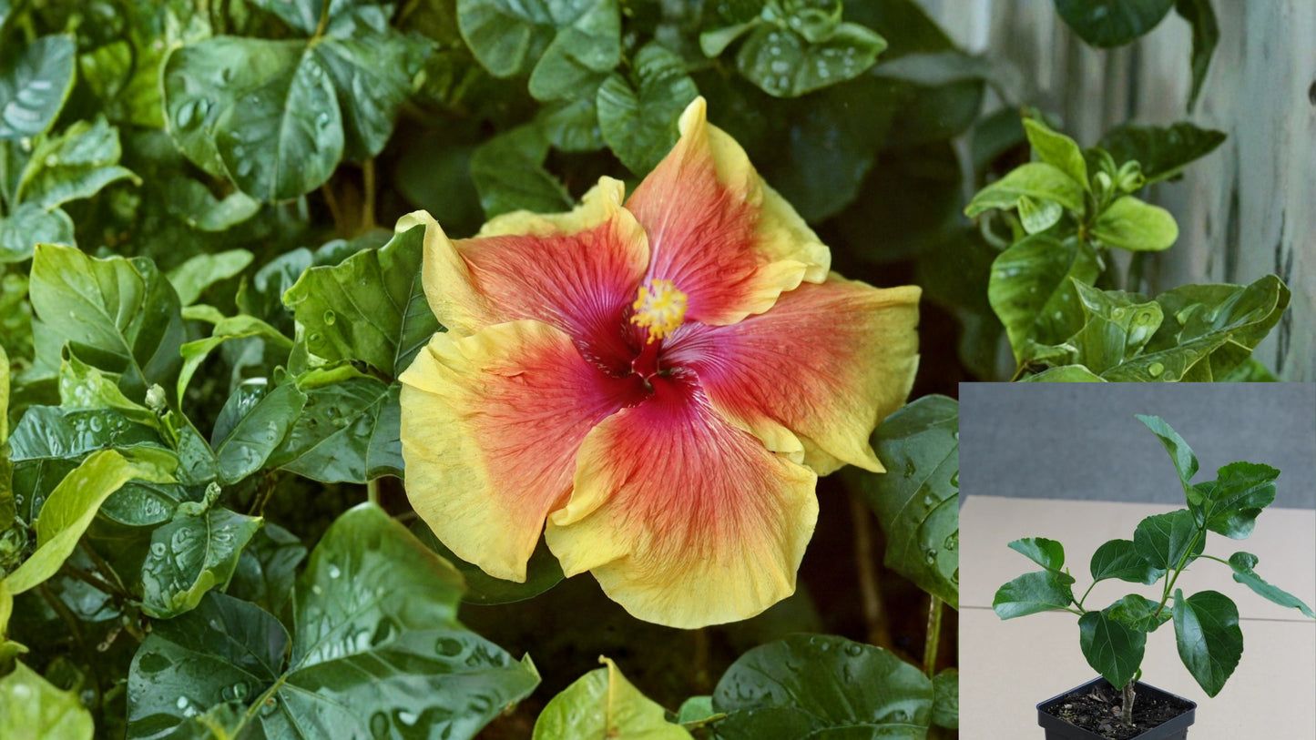 Tahitian Yellow Fire Tropical Hibiscus – 4.5" Pot – Hibiscus rosa-sinensis