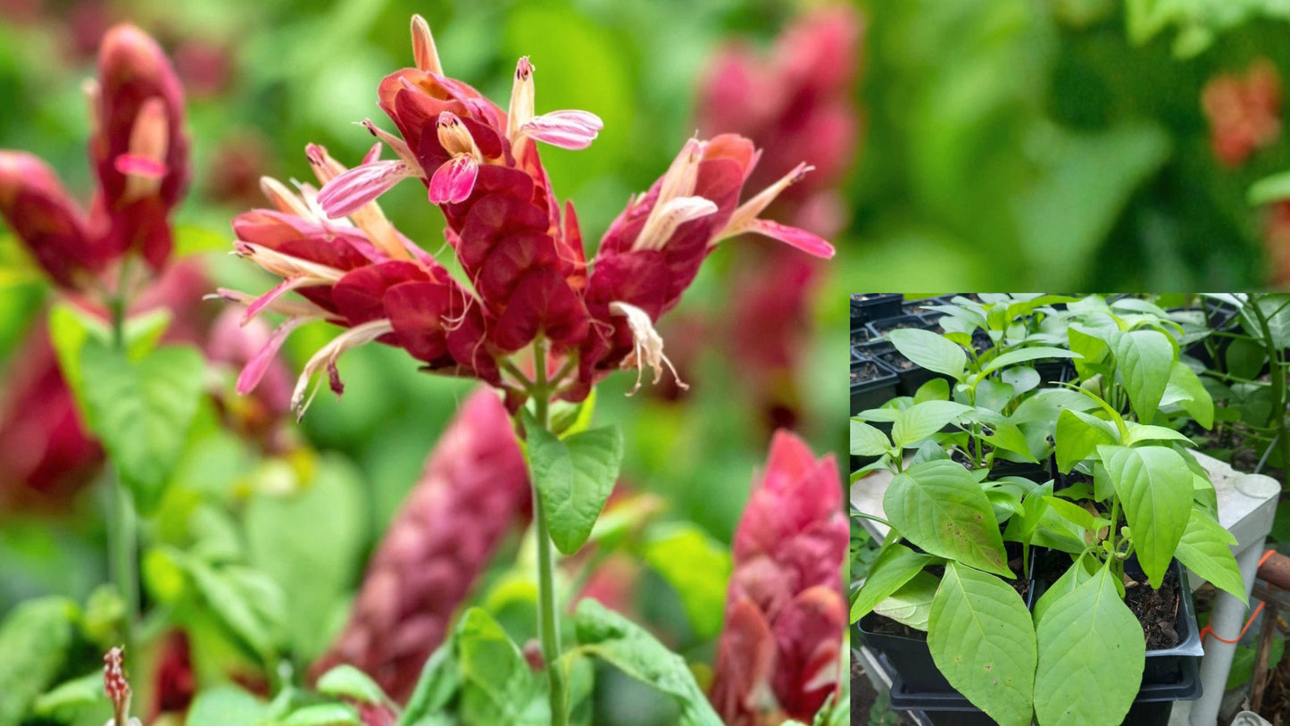 Red Shrimp Plant Live Starter Plant – Justicia brandegeeana