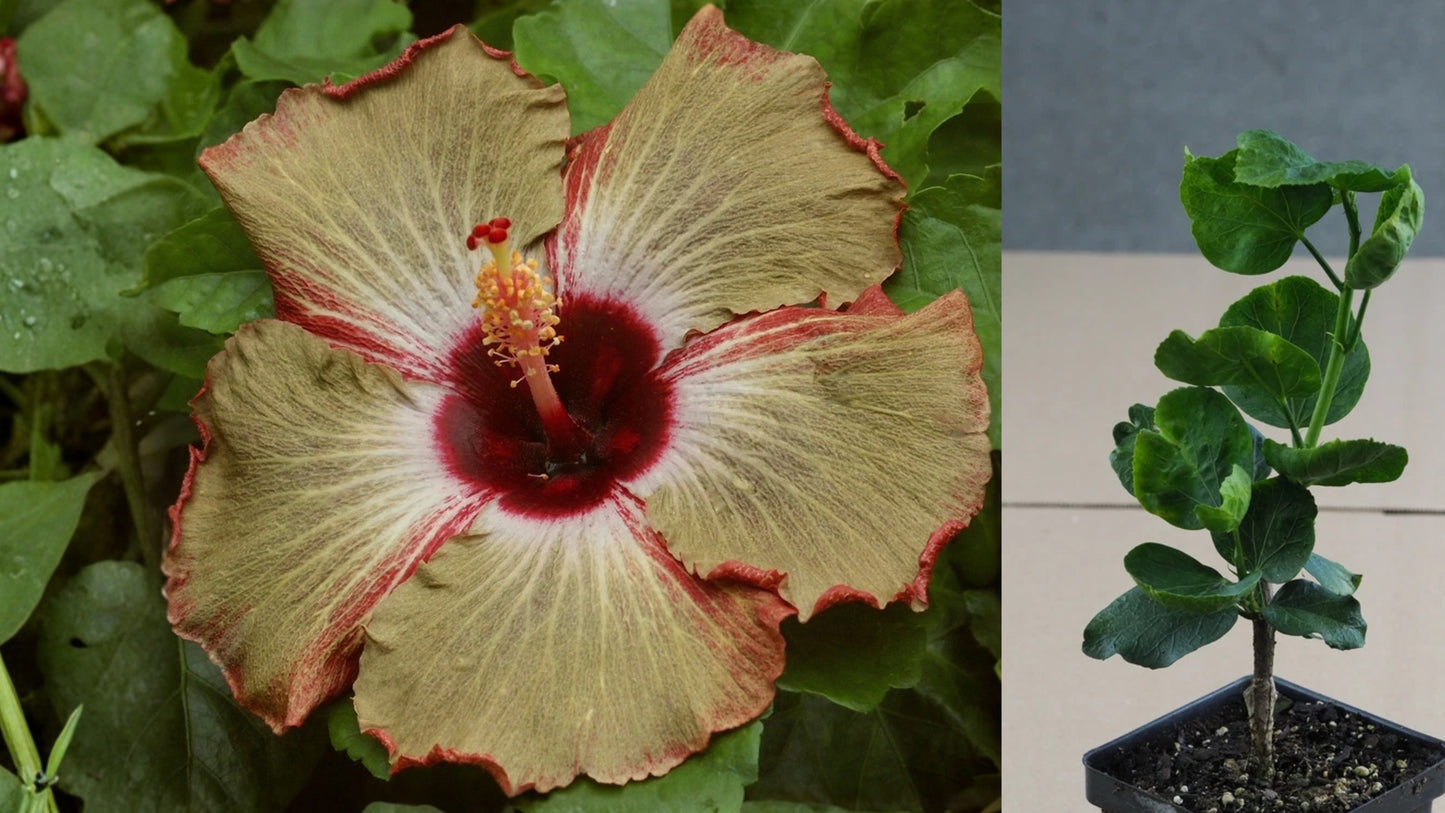 The Secret Tropical Hibiscus – 4.5" Pot – Hibiscus rosa-sinensis