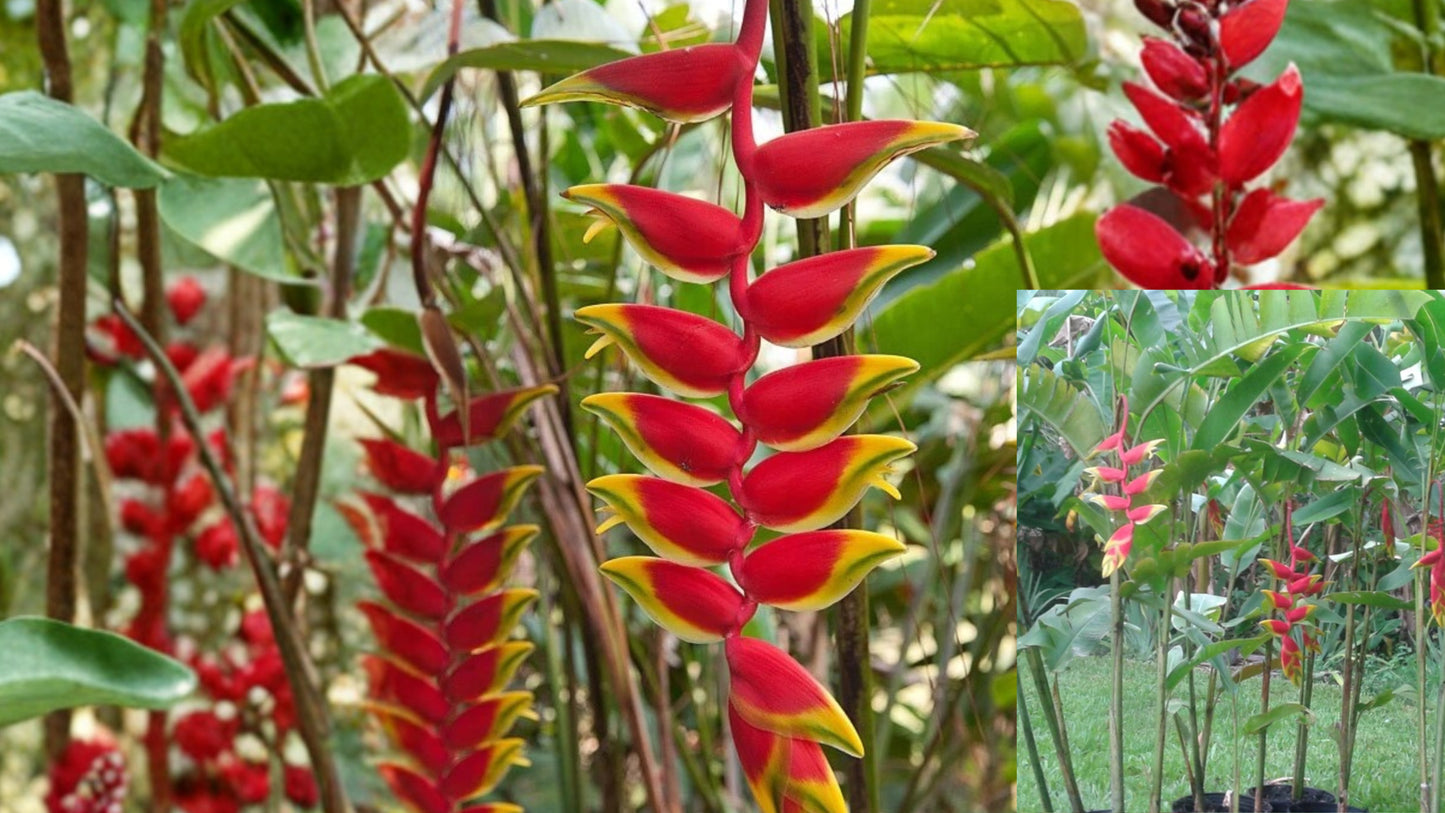 Heliconia rostrata Live Rhizome – Hanging Lobster Claw Tropical Plant