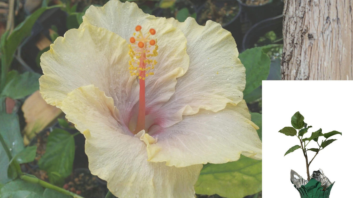 Fairy Music Tropical Hibiscus Live Plant – Pale Yellow Lavender Flower – Hibiscus rosa-sinensis